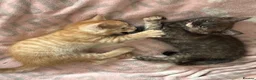 Maine Coon cats for sale: Maine Coon Cross Kittens - Advert 3