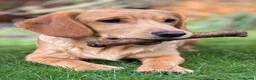 Cockerdor dogs for stud: Gorgeous cockerdor FOR STUD - Advert 1