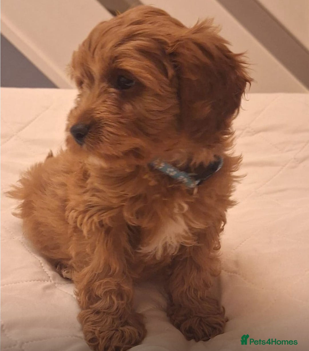Cavapoo dogs for sale: Beautiful F1 Cavapoos - Advert 8