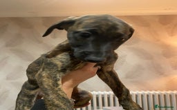 Lurcher dogs for sale: Whippet/greyhound/bull X greyhound/whippet/collieX - Image 21