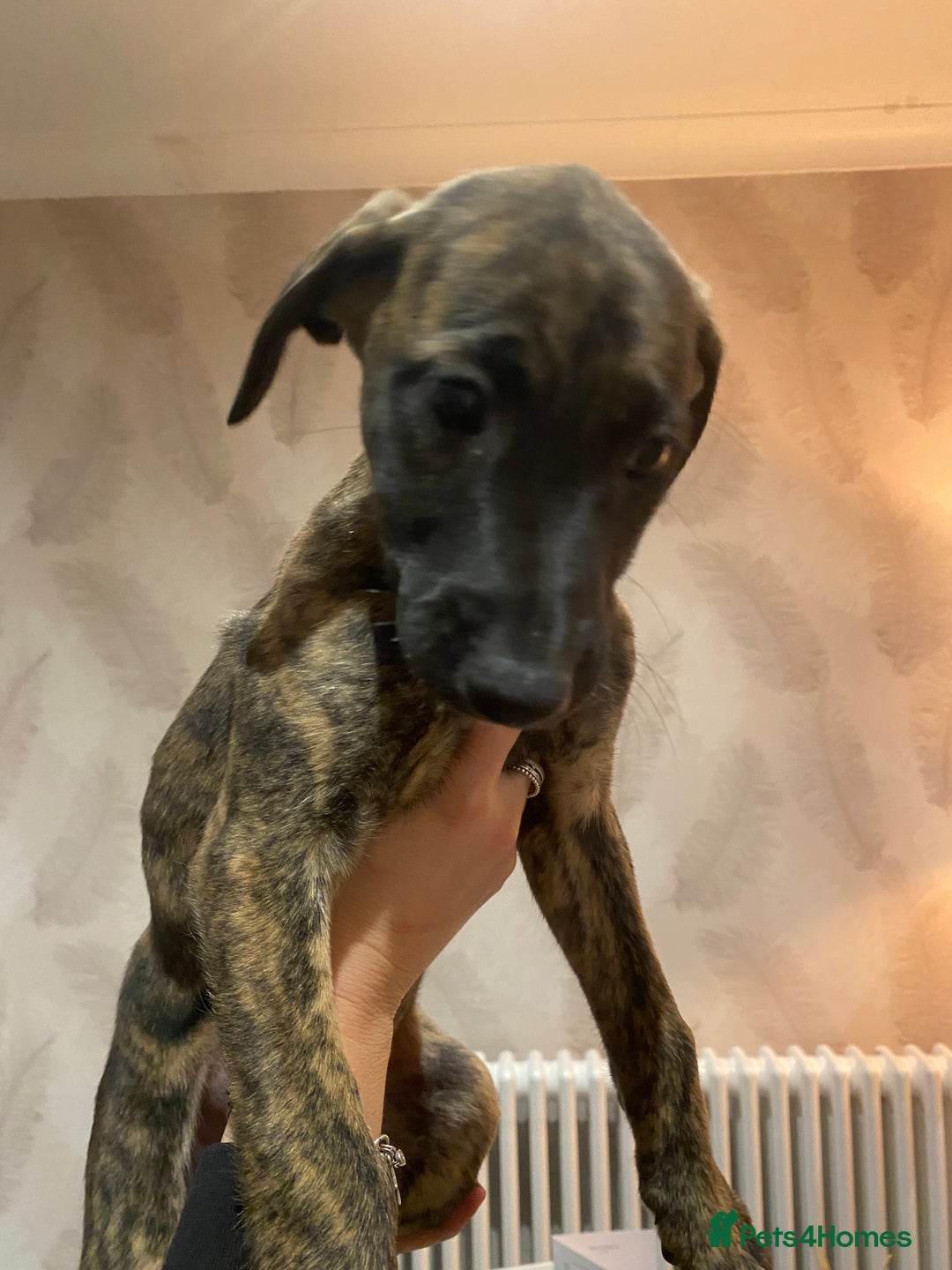 Lurcher dogs for sale: Whippet/greyhound/bull X greyhound/whippet/collieX - Image 21