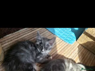Maine Coon cats Maine coon kittens - Advert 1
