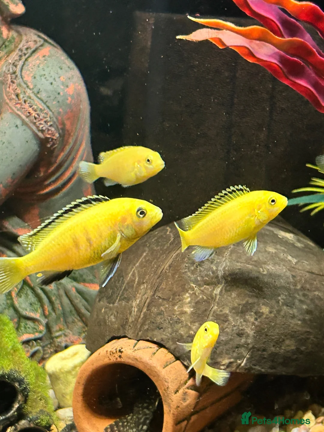 Cichlids fish for sale: Juvenile Yellow Lab Cichlids - Advert 2