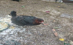 Chickens poultry for sale: Three laying leghorn and one maran - Image 4