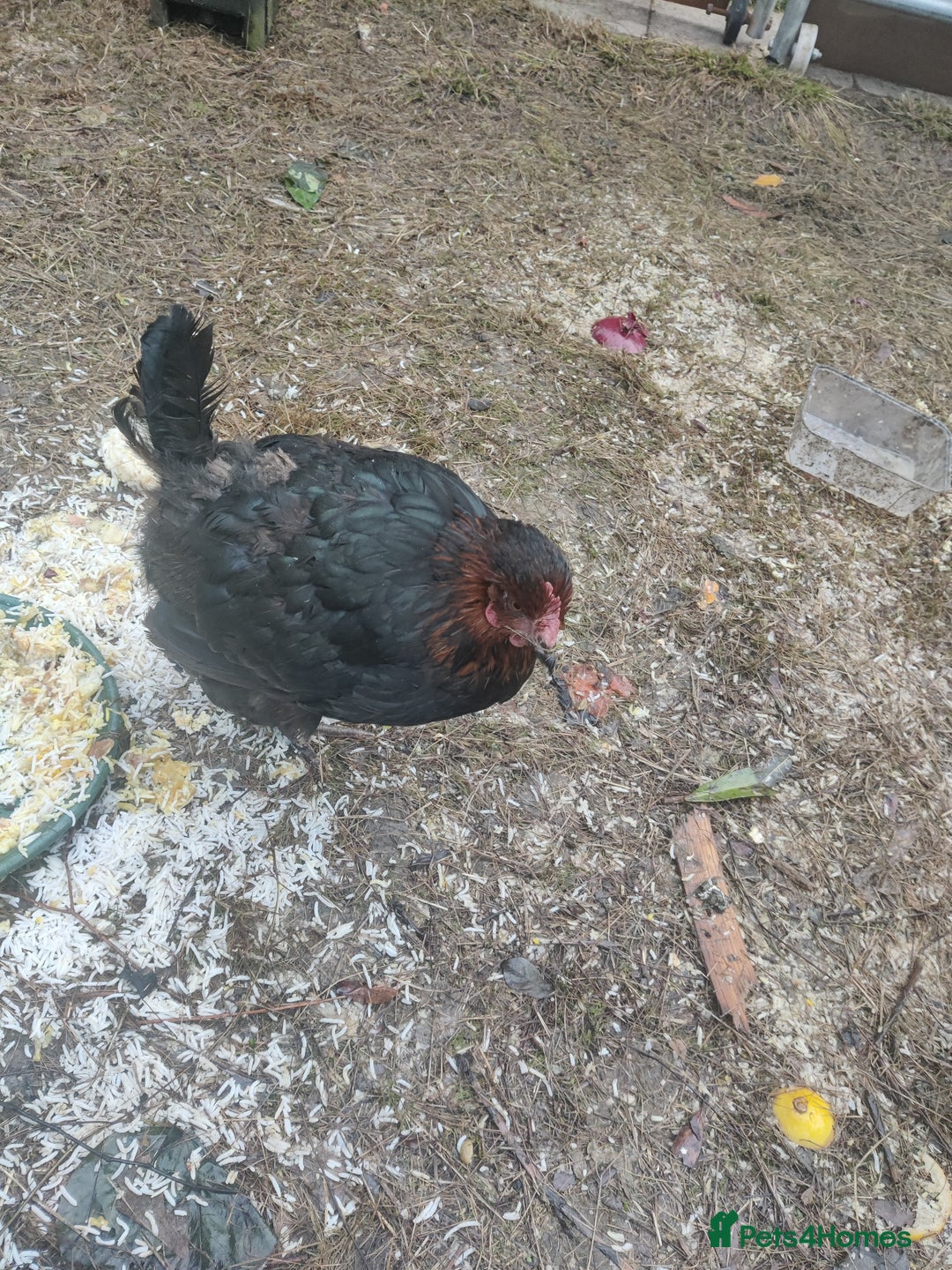 Chickens poultry for sale: Three laying leghorn and one maran - Image 4