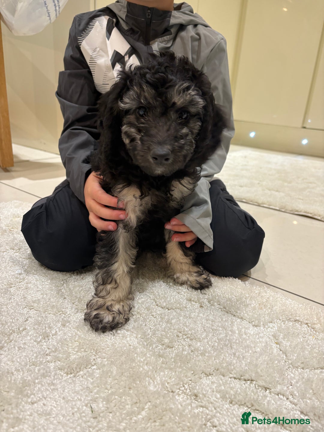 Miniature Poodle dogs for sale: 🐩🌈Miniature Merle poodle puppies 🌈🐶❤️ - Advert 7