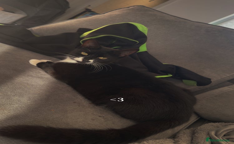 Domestic Shorthair cats - Advert 12