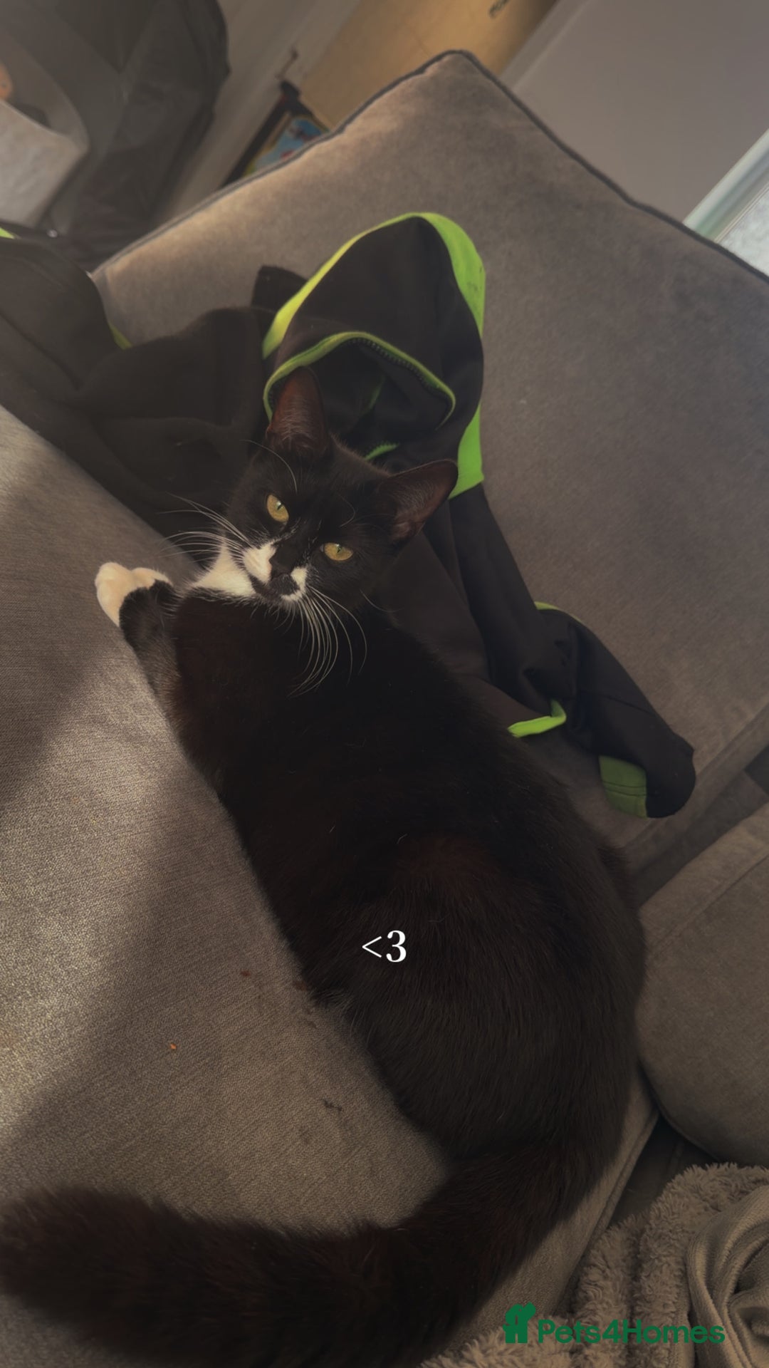 Domestic Shorthair cats for sale: 3 baby kittens ready for  **  eve - Image 1