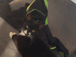 Domestic Shorthair cats for sale - Advert 1