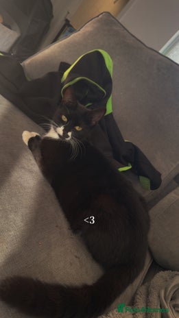 Domestic Shorthair cats - Advert 1