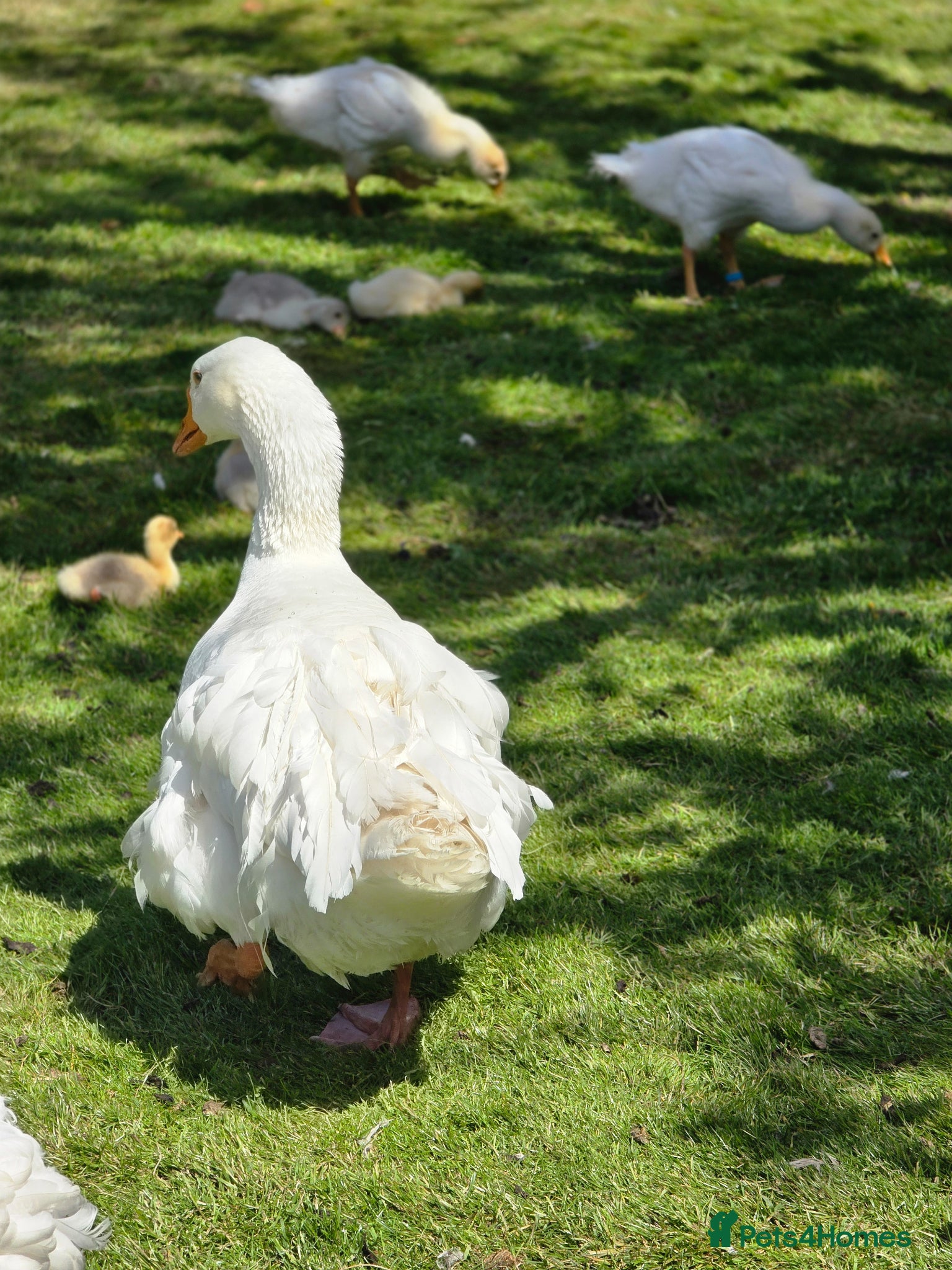 Geese poultry for sale: Male Sebastopol Gander - 3 yrs- Proven - Advert 5