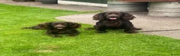 Cocker Spaniel dogs for sale: Well Bred KC Working Cockers in Chelmsford - Advert 4