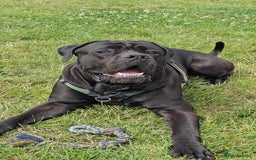 Cane Corso dogs for sale: Cane corso - Image 2