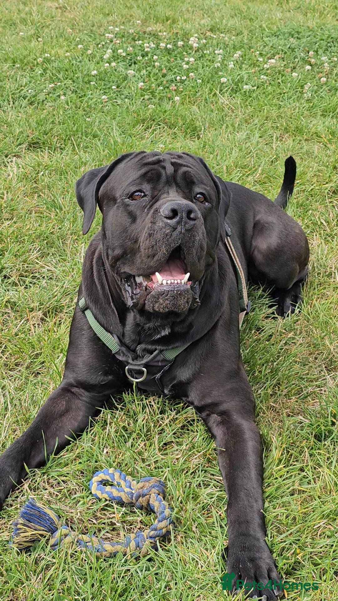 Cane Corso dogs for sale: Cane corso - Image 2