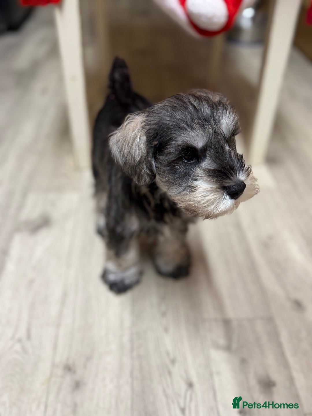 Miniature Schnauzer dogs for sale: One and only Jackie Miniature Shnauzer  - Advert 6