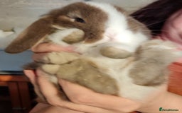 Mini Lop rabbits for sale: Mini lops - Image 10