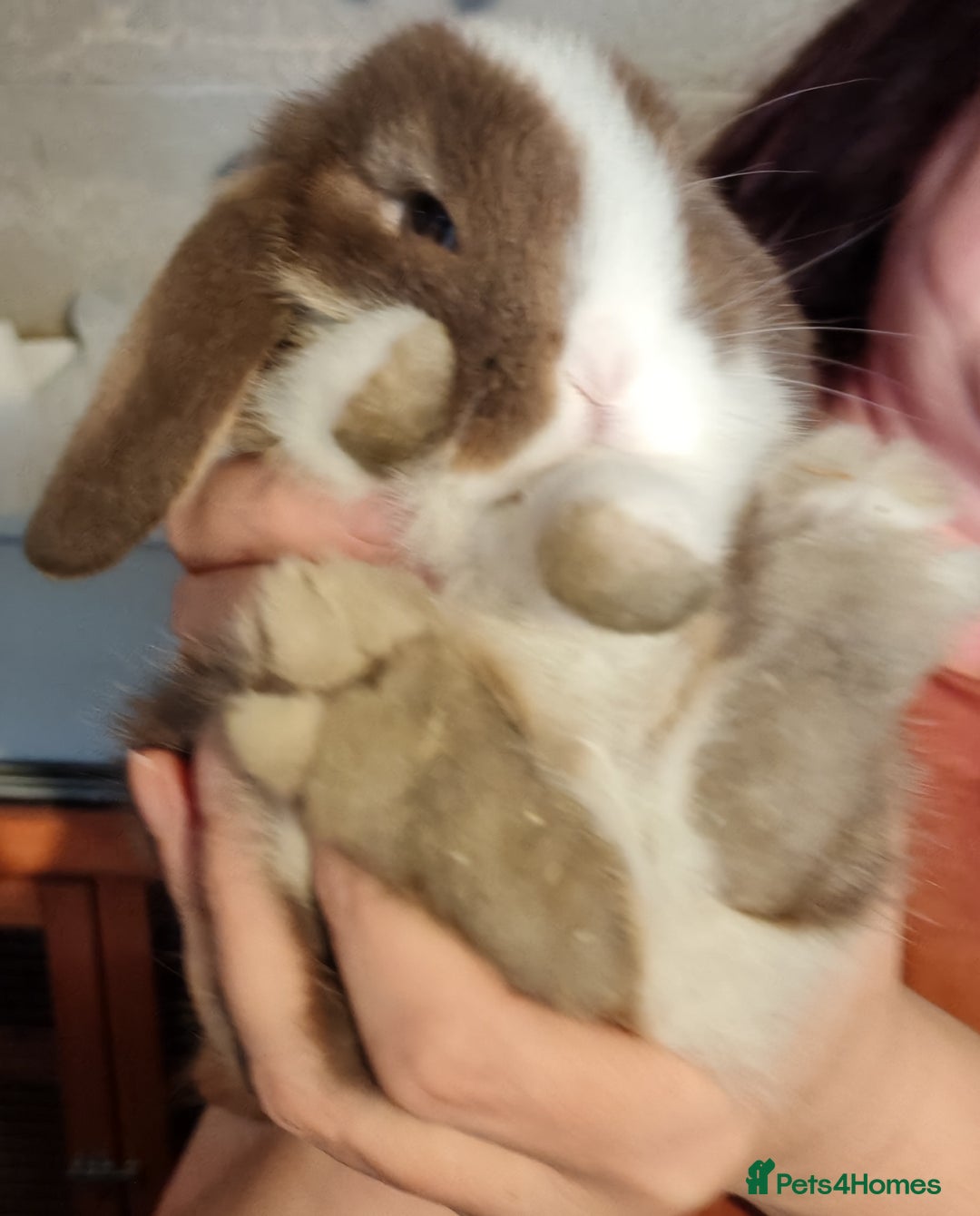 Mini Lop rabbits for sale: Mini lops - Image 10