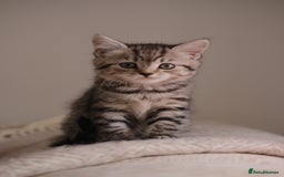 Scottish Fold cats for sale: 🐾 Beautiful Spotted-Belly Scottish Fold x Tabby😺 - Image 6