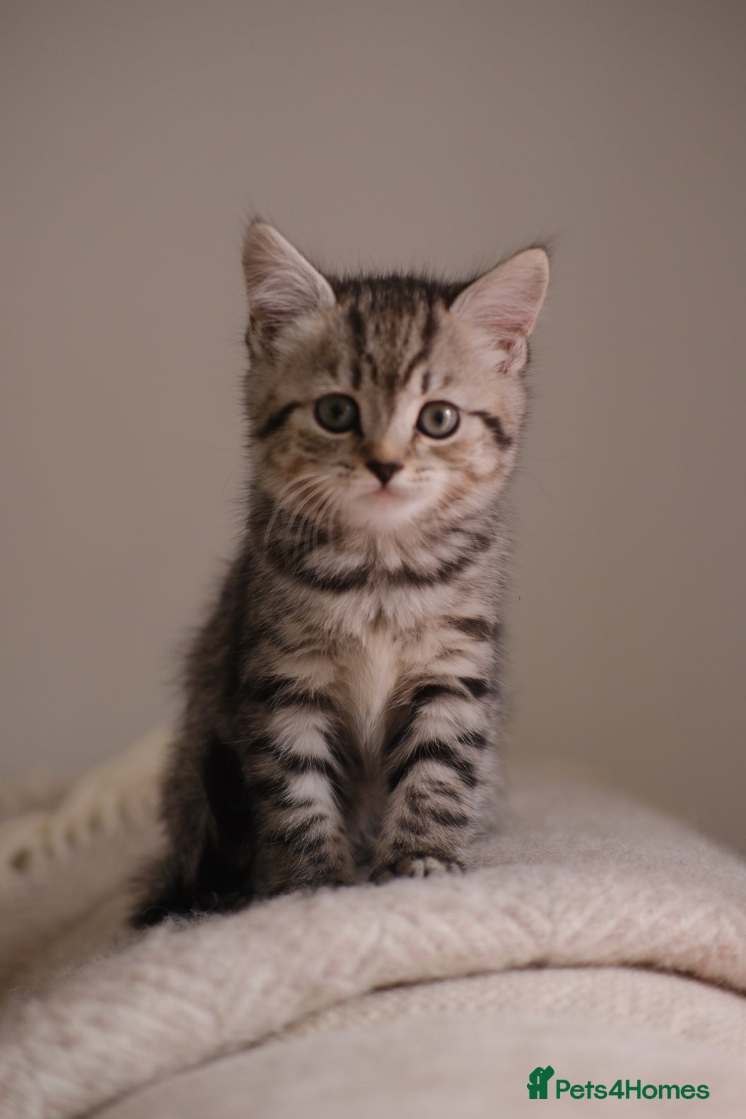 Scottish Fold cats for sale: 🐾 Beautiful Spotted-Belly Scottish Fold x Tabby😺 - Image 6