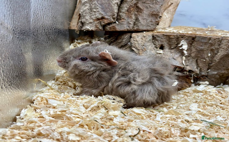 Guinea Pig rodents - Advert 15