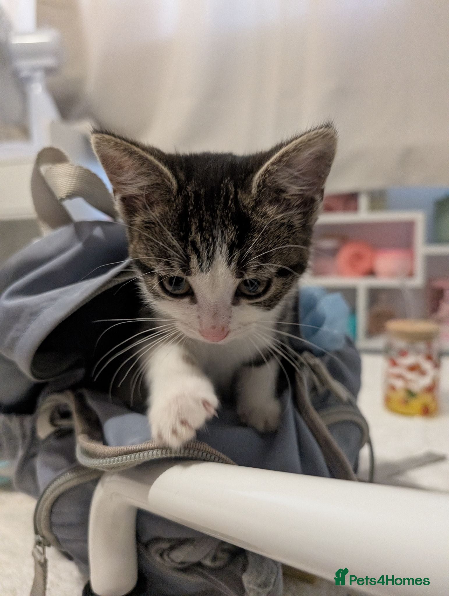 Domestic Shorthair cats Female Kitten for sale  - Advert 2