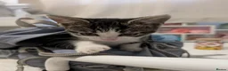 Domestic Shorthair cats for sale: Female Kitten for sale  in Bracknell - Advert 1