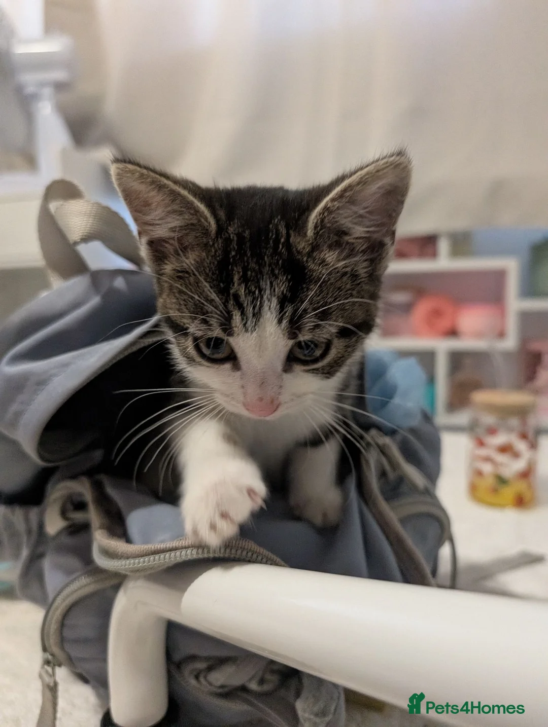 Domestic Shorthair cats for sale: Female Kitten for sale  in Bracknell - Advert 1