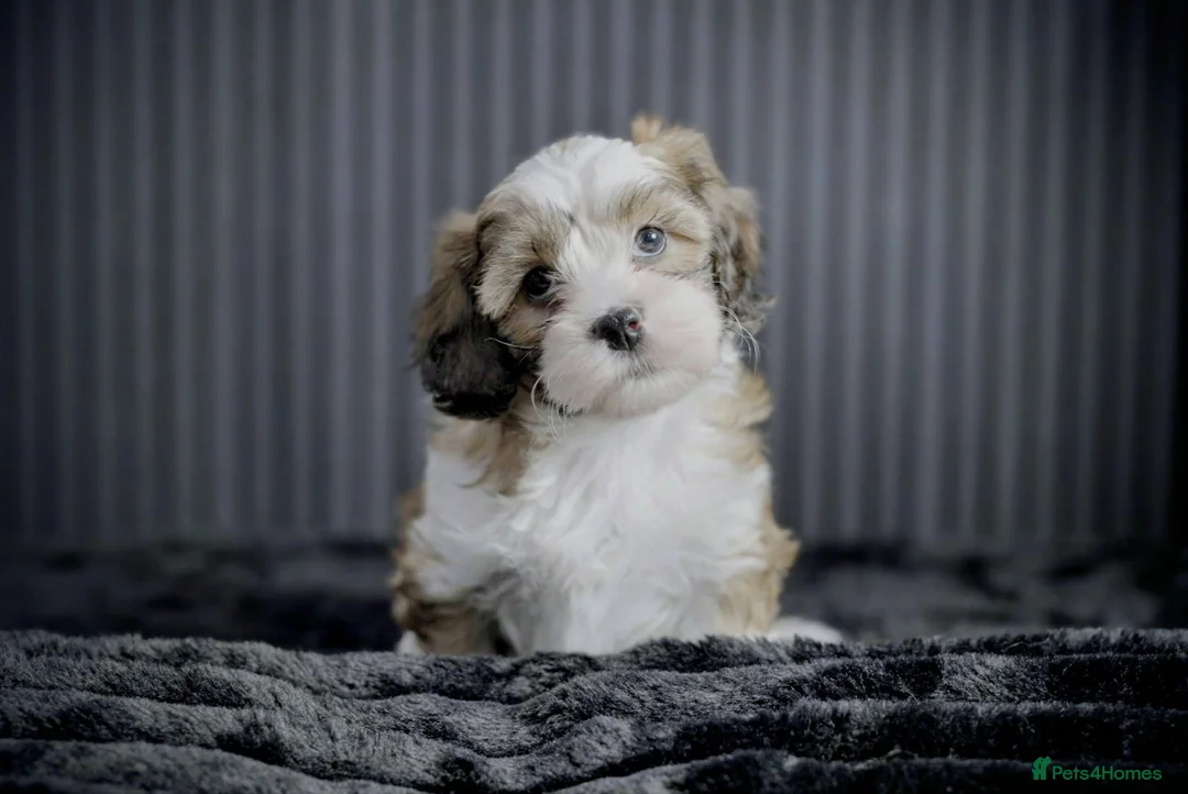 Mixed Breed dogs for sale: Beautiful Cava Tzu (Cavatzu) Puppies 2 Boys 1 Girl - Advert 4