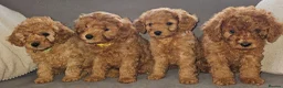 Cavapoo dogs for sale: F1b Cavapoo puppies!  - Advert 8