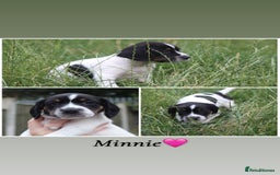 Mixed Breed dogs for sale: English Springer Spaniel Cross  - Image 5