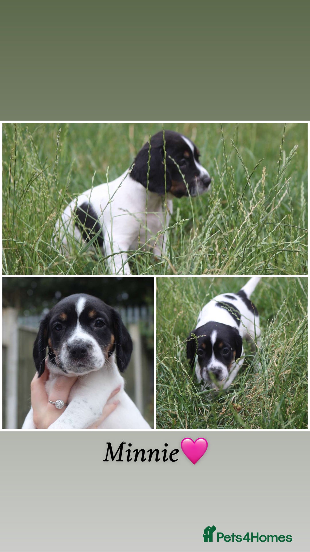 Mixed Breed dogs for sale: English Springer Spaniel Cross  - Image 5