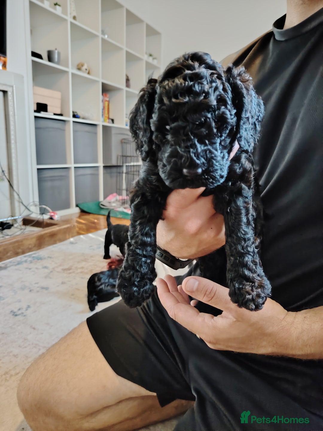 Mixed Breed dogs for sale: 5 Beautiful cocker poochon puppies for sale 😍 - Image 8