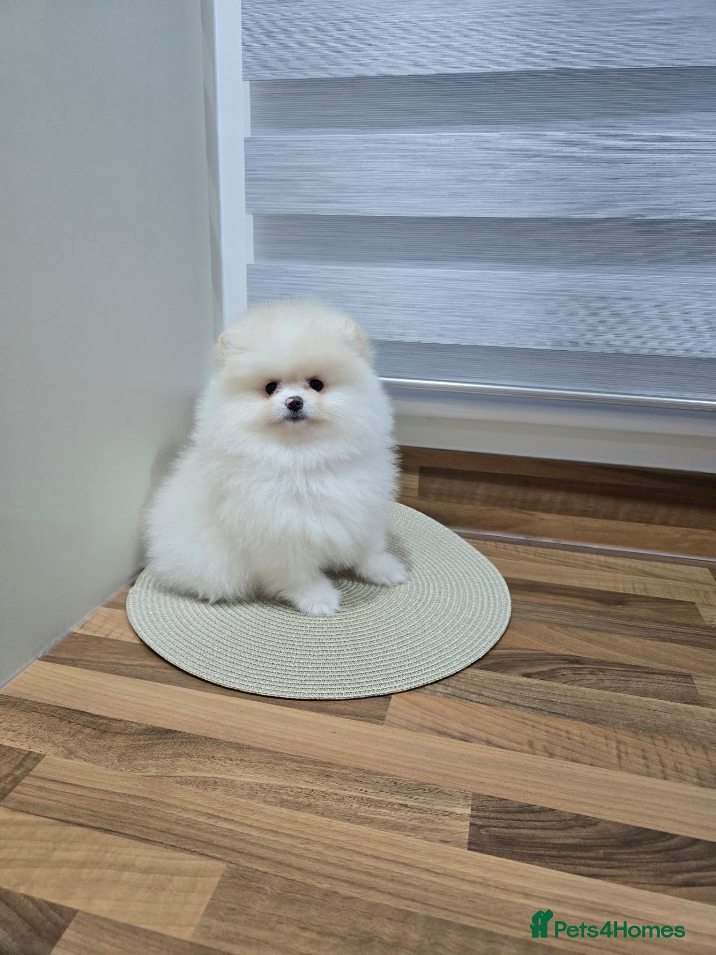 Pomeranian dogs Only boy left !!! Beautiful KC  Pomeranian puppies - Advert 5