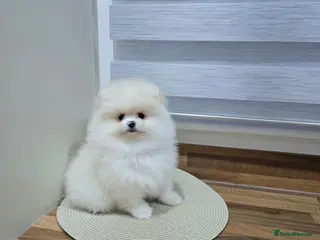 Pomeranian dogs Only boy left !!! Beautiful KC Pomeranian puppies - Advert 2