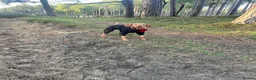 Hungarian Vizsla dogs for sale: 5 handsome Hungarian Viszla puppies for sale in Southport - Advert 11