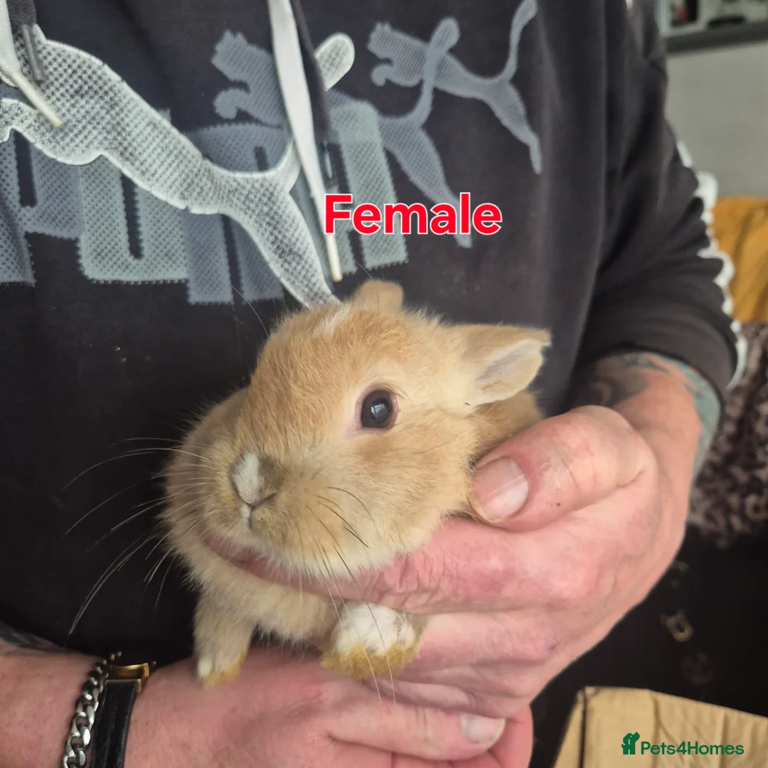 Mini Lion Lop rabbits for sale: Mini lop lion - Advert 4