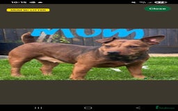 Lakeland Terrier dogs for sale: Lakeland terrier called Chop - Image 9