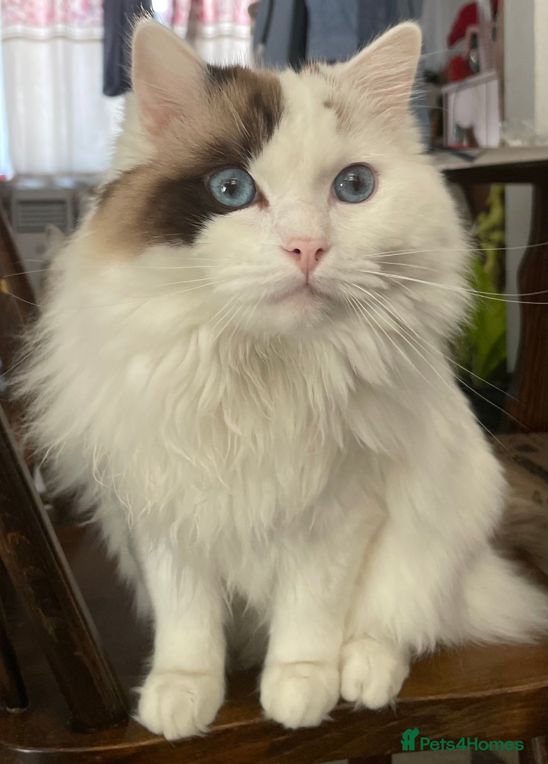 Ragdoll cats for sale: Pure Ragdoll kittens, ready 20th December - Advert 5