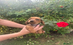 Miniature Dachshund dogs for sale: Male miniature dachshund pup needs a loving home🩵 - Image 7