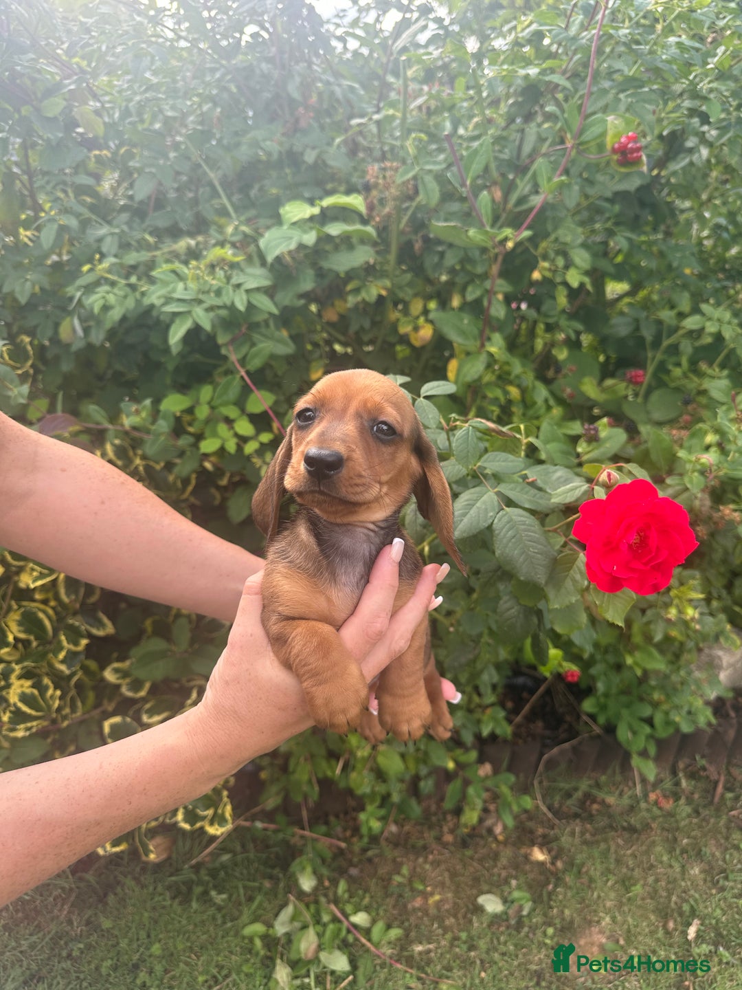 Miniature Dachshund dogs for sale: Male miniature dachshund pup needs a loving home🩵 - Image 7