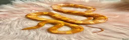 Corn Snake reptiles for sale: Amel Corn Snake High Red Line, Adult Male - Advert 4