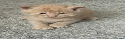 Mixed Breed cats for sale:     Healthy Playful Kittens - Advert 16