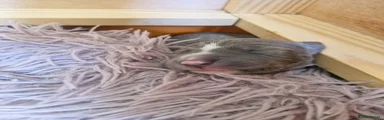 Whippet 4