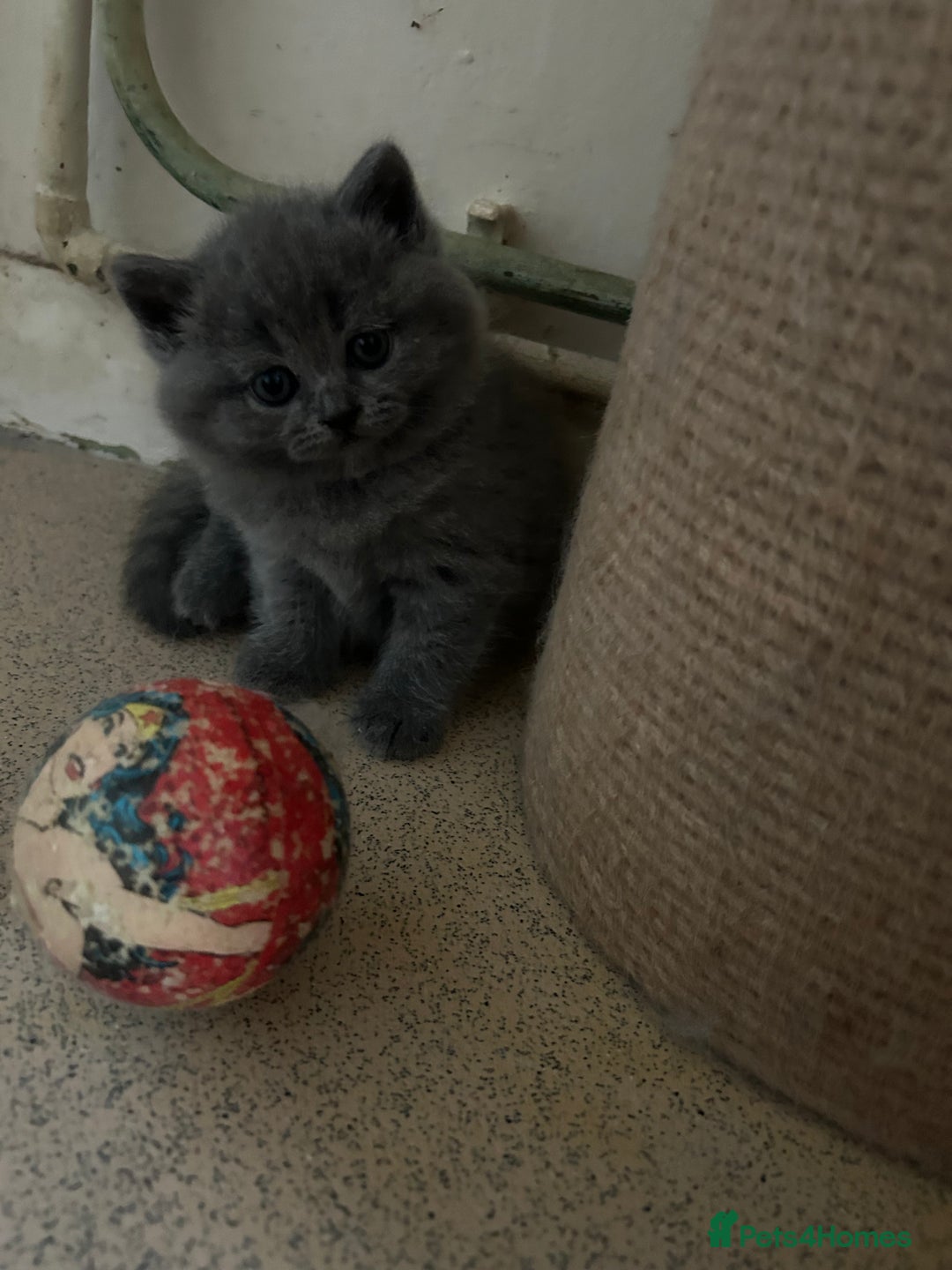 Scottish Fold cats for sale: Scottish fold kittens ready for reservation. - Image 13