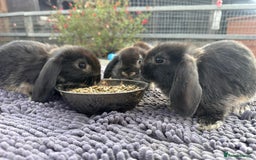 Mini Lop rabbits for sale: Female mini lops  - Image 6