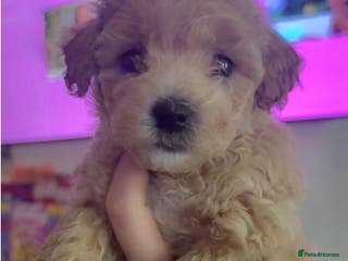 Cavapoochon dogs Cavapoochon Pupps amazing breed - Advert 2