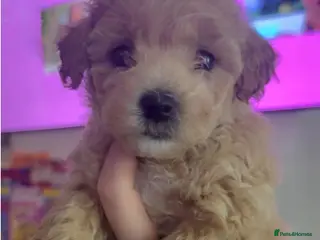 Cavapoochon dogs Cavapoochon Pupps amazing breed - Advert 1