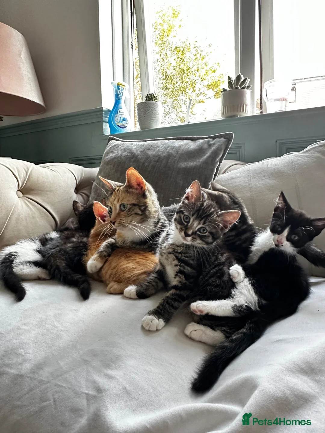Mixed Breed cats for sale: Kittens - Advert 26