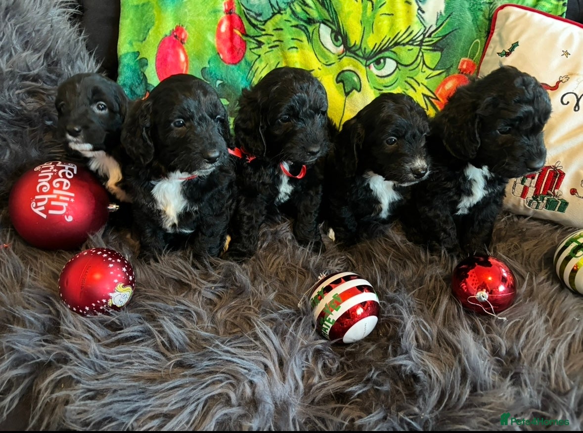 Sproodle dogs Sproodle puppies  - Advert 3