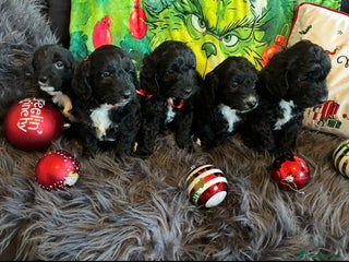 Sproodle dogs Sproodle puppies - Advert 3